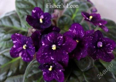 Лот: 1119253. Фото: 1. лист фиалки Fisher's Leone. Горшечные растения и комнатные цветы