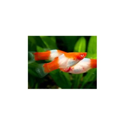 Лот: 3616588. Фото: 1. Меченосцы "КОИ Кохаку" цена за... Рыбки
