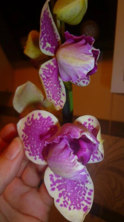 Лот: 6403870. Фото: 1. орхидея фаленопсис (пелоричная... Горшечные растения и комнатные цветы