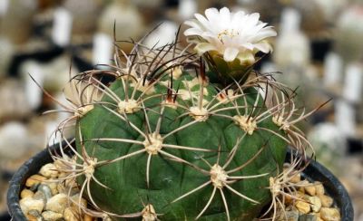 Лот: 18299589. Фото: 1. Гимнокалициум Сальо (Gymnocalycium... Горшечные растения и комнатные цветы