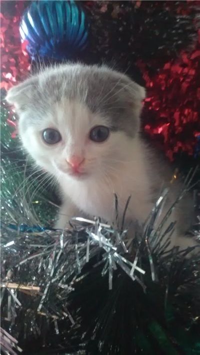 Лот: 4968570. Фото: 1. Вислоухий котенок. Кошки, котята