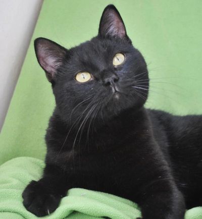 Лот: 4455846. Фото: 1. Молодой компанейский котик ищет... Кошки, котята