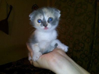 Лот: 11842064. Фото: 1. Вислоухий Шотландский котенок. Кошки, котята