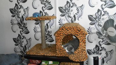 Лот: 3178405. Фото: 1. домик для кота (когтидерка котят... Домики, переноски, клетки, когтеточки