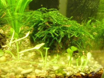 Лот: 1492304. Фото: 1. МОХ Jungermannia pseudocyclop. Водные растения