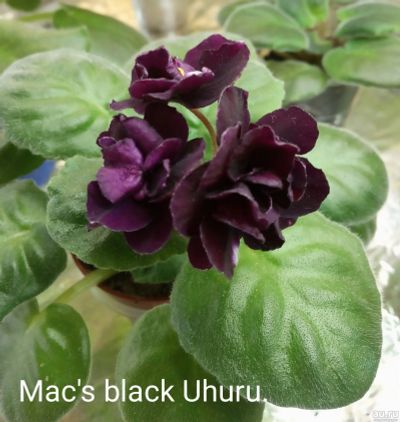 Лот: 14056186. Фото: 1. Фиалка Mac's Black Uhuru (полумини... Горшечные растения и комнатные цветы