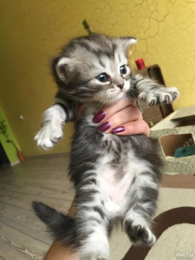 Лот: 8962466. Фото: 1. Котенок шотландский мальчик. Кошки, котята