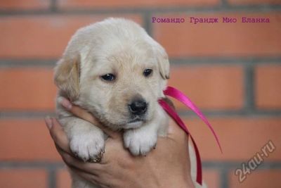 Лот: 5564351. Фото: 1. Щенок лабрадора с документами... Собаки, щенки
