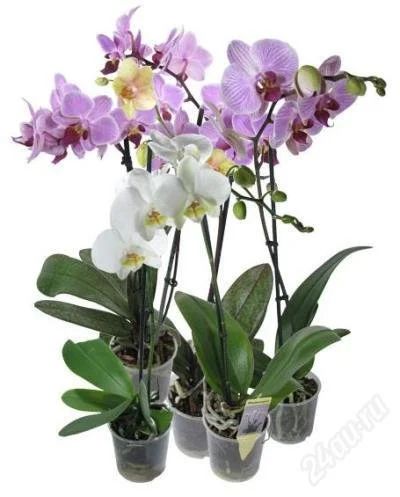 Лот: 1052739. Фото: 1. супер цена орхидеи фаленопсис... Горшечные растения и комнатные цветы