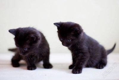 Лот: 1414981. Фото: 1. В подъезд подброшены котята! отдадим... Кошки, котята