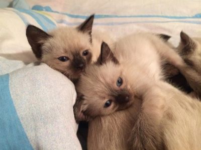 Лот: 3622537. Фото: 1. Сиамские котята. Кошки, котята