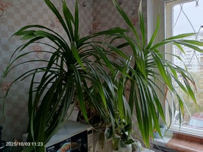 Лот: 25789508. Фото: 1. Панданус винтовая пальма растение... Горшечные растения и комнатные цветы