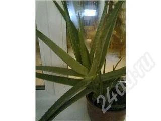 Лот: 257026. Фото: 1. алоэ большой. Горшечные растения и комнатные цветы