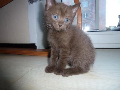 Лот: 5366663. Фото: 1. шоколадка. Кошки, котята
