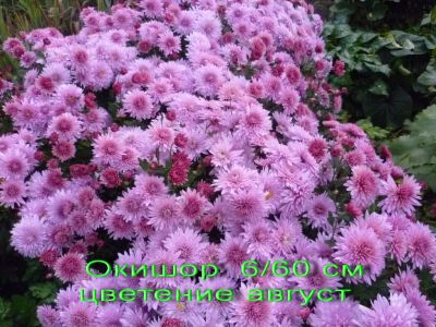 Лот: 7344895. Фото: 1. "Окишор" Хризантема корейская. Садовые цветы