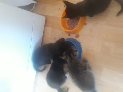 Лот: 13735571. Фото: 1. Котята. Кошки, котята