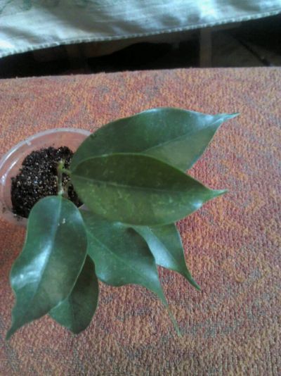 Лот: 12045876. Фото: 1. эльдорадо......... Горшечные растения и комнатные цветы