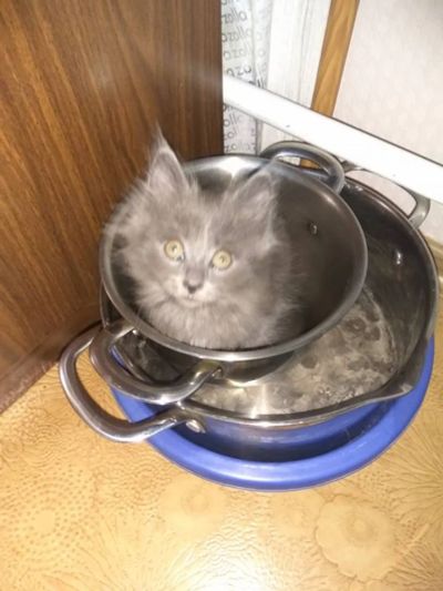 Лот: 12437550. Фото: 1. котенок уже готов забирайте. Кошки, котята