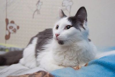 Лот: 6739893. Фото: 1. Кошечка Леди!. Кошки, котята