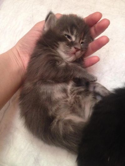 Лот: 6735305. Фото: 1. Котенок Мейн кун (девочка). Кошки, котята