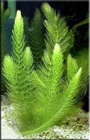 Лот: 6169833. Фото: 1. Роголистник (Ceratophyllum) от... Водные растения