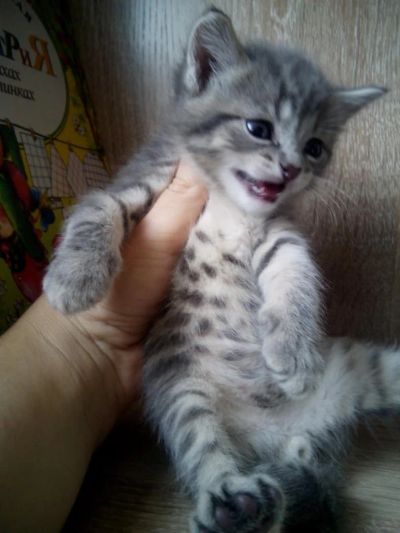 Лот: 8609334. Фото: 1. Мистер Вискас - полосатый котенок. Кошки, котята