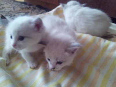 Лот: 5618299. Фото: 1. Сиамские котята. Кошки, котята