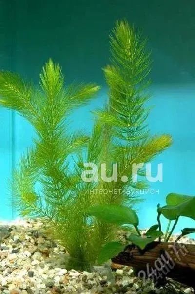 Лот: 25224985. Фото: 1. Роголистник. Водные растения