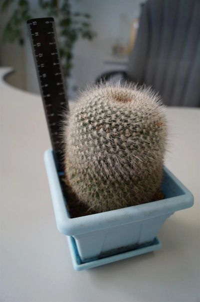 Лот: 3117202. Фото: 1. Кактусы - Коллекция - Mammillaria... Горшечные растения и комнатные цветы