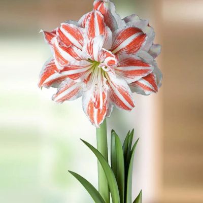 Лот: 24613125. Фото: 1. амариллис дансинг куин. Горшечные растения и комнатные цветы