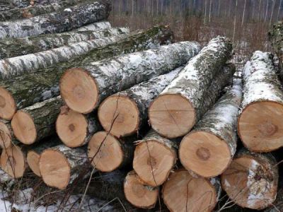 Лот: 8472355. Фото: 1. Куплю берёзу на дрова (бревном... Другие (дрова, топливо)