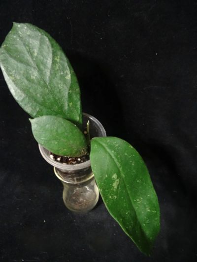 Лот: 16410347. Фото: 1. Хойя-Hoya sp. (SR-2009-005, Malaysia... Горшечные растения и комнатные цветы