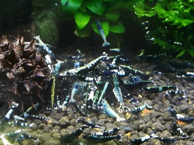 Лот: 8052810. Фото: 1. Креветки King-Kong Shrimp. Моллюски, ракообразные, кораллы