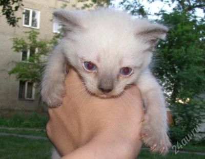 Лот: 1050391. Фото: 1. Котятки разных окрасов!. Остальные животные