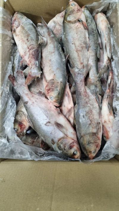 Лот: 20764512. Фото: 1. Толстолобик н/р c/м. Икра, рыба, морепродукты