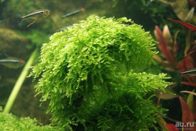 Лот: 15674429. Фото: 1. Мох Сингапурский (Singapore moss... Водные растения