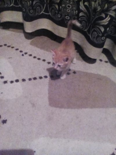 Лот: 8825715. Фото: 1. Отдам котят 2 месячных. Кошки, котята