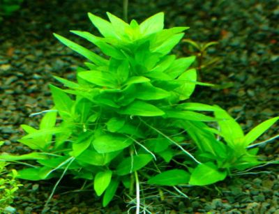 Лот: 7599054. Фото: 1. Стаурогин (Staurogyne repens). Водные растения