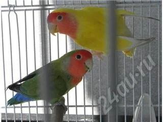 Лот: 400389. Фото: 1. попугайчики розовощекие 2 шт в... Другое (растения и животные)