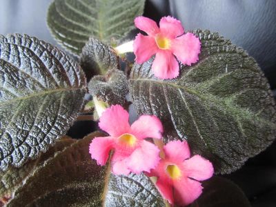Лот: 7918388. Фото: 1. Эписция Pinkiscia. Горшечные растения и комнатные цветы
