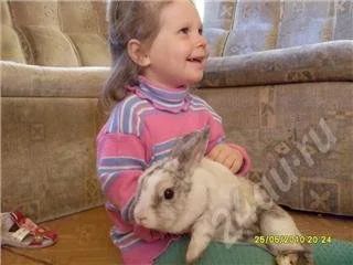 Лот: 379374. Фото: 1. карликовый кролик. Остальные животные