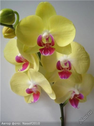 Лот: 5650065. Фото: 1. Орхидея фаленопсис желтый. Горшечные растения и комнатные цветы