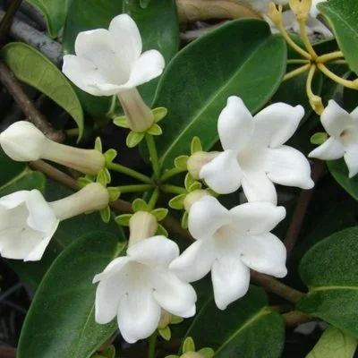 Лот: 8157961. Фото: 1. Стефанотис (мадагаскарский жасмин... Горшечные растения и комнатные цветы