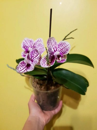 Лот: 12729952. Фото: 1. Орхидея фаленопсис (Отцвела). Горшечные растения и комнатные цветы
