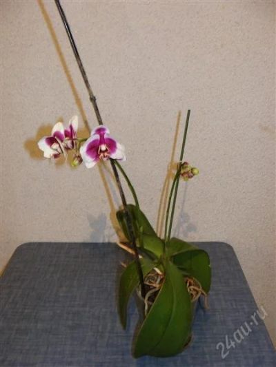 Лот: 1328566. Фото: 1. орхидея фаленопсис, очень красивый... Горшечные растения и комнатные цветы