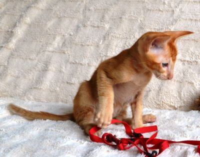 Лот: 4528194. Фото: 1. Ориентальный котенок (красный... Кошки, котята
