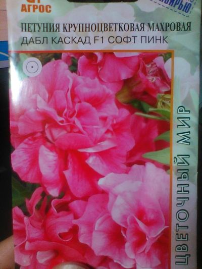 Лот: 7423372. Фото: 1. рассада петунии махровой. Садовые цветы