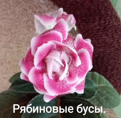 Лот: 17368918. Фото: 1. Глоксиния сортовая - лист . Горшечные растения и комнатные цветы