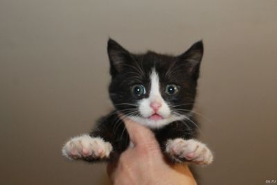 Лот: 14573736. Фото: 1. Котята. Кошки, котята