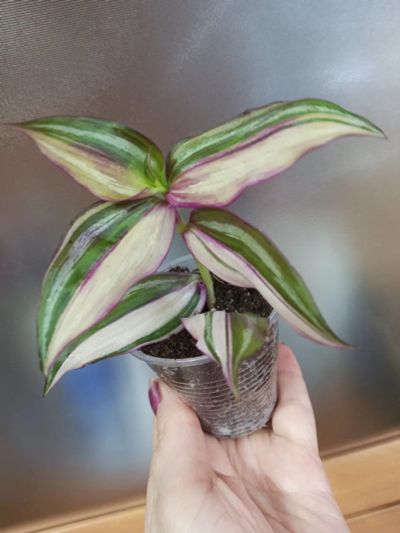 Лот: 17065200. Фото: 1. Традесканция Thai Variegata. Горшечные растения и комнатные цветы